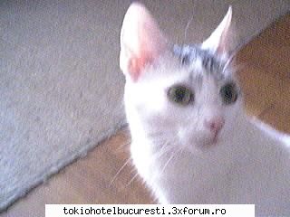 animale de casa aveti ??? - Am 3 pisikutze : Mara (9 ani, birmaneza) Natasha - Sa ne cunoastem